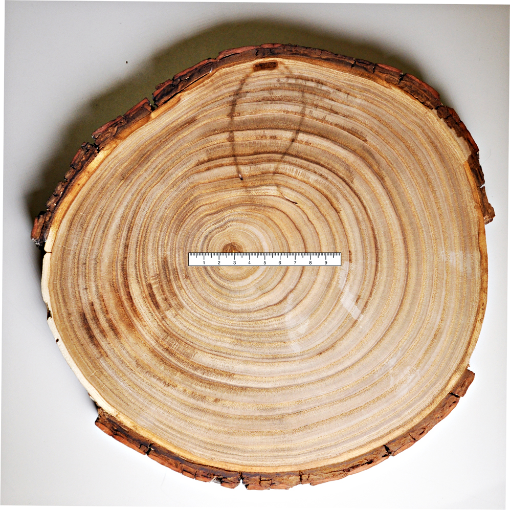 Measuring on sale tree rings